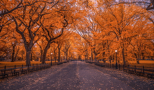 Man Made, Central Park, ฤดูใบไม้ร่วง, ใบไม้, นิวยอร์ก, สวนสาธารณะ, ต้นไม้, วอลล์เปเปอร์ HD HD wallpaper