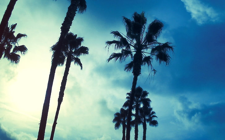 palm tree silhouette wallpaper, trees, sky, palm trees, HD wallpaper