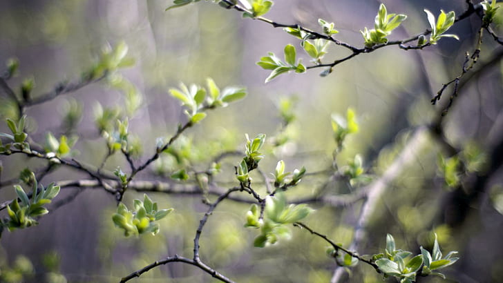 Sprouting branches, green leaved tree, nature, 2560x1440, tree, branch, spring, sprout, HD wallpaper