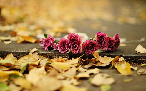 Flores de rosas vermelhas, folhas amarelas, chão, outono, 7 rosas vermelhas, Vermelho, Rosa, Flores, Amarelo, Folhas, chão, outono, HD papel de parede HD wallpaper