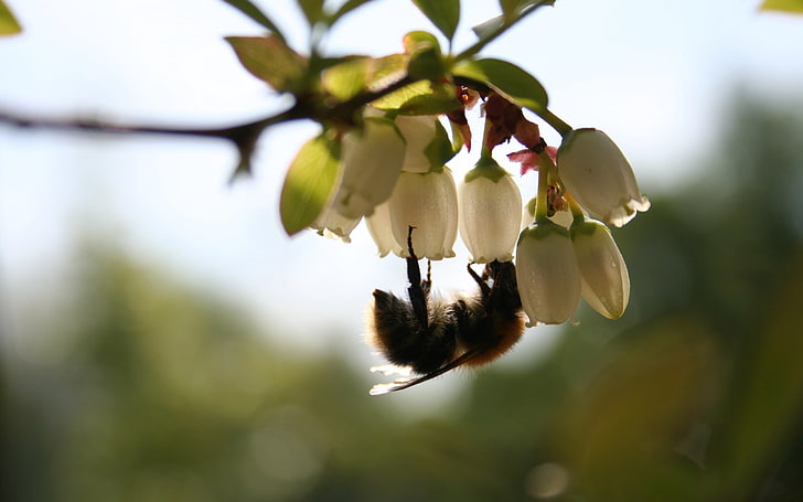lebah madu kuning dan coklat dan bunga petaled putih, bunga, lebah, penyerbukan, cabang, Wallpaper HD