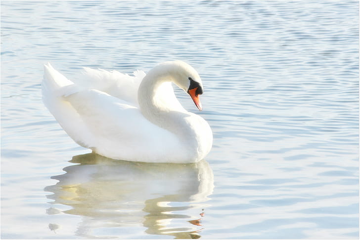 white Swan on body of water during daytime, swan, Elegant, explore, white Swan, body of water, daytime, uccello, cigno, animale, animal, bird, swan, nature, lake, wildlife, water, white, pond, HD wallpaper