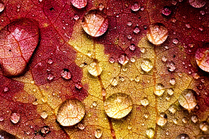 withered leaf, autumn, water, drops, macro, yellow, nature, sheet, veins, Burgundy, HD wallpaper