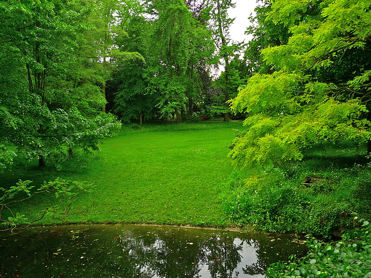césped de hierba verde, verdes, hierba, árboles, estanque, parque, Francia, césped, jardines japoneses Albert-Kahn, Fondo de pantalla HD