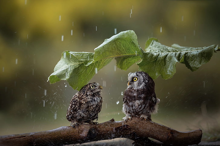 two gray owls, rain, leaves, animals, birds, HD wallpaper