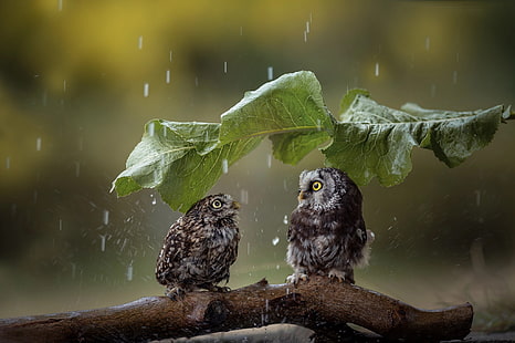 two gray owls, rain, leaves, animals, birds, HD wallpaper HD wallpaper
