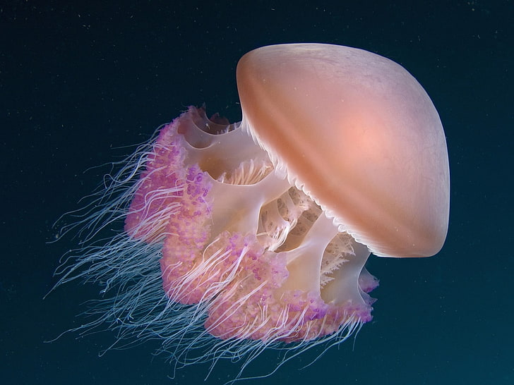 под вода, медузи, HD тапет