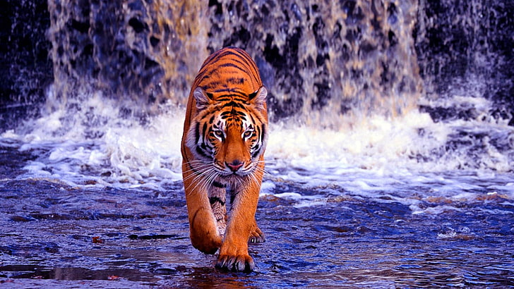 tiger, waterfall, water, wild cat, wild, wildlife, HD wallpaper