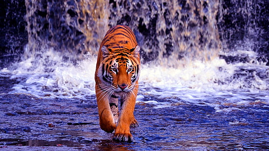 tiger, waterfall, water, wild cat, wild, wildlife, HD wallpaper HD wallpaper