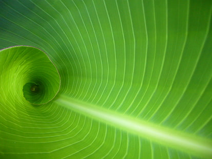 interior de hoja de plátano, naturaleza, hoja, color verde, fondos, planta, resumen, patrón, macro, primer plano, frescura, Fondo de pantalla HD HD wallpaper