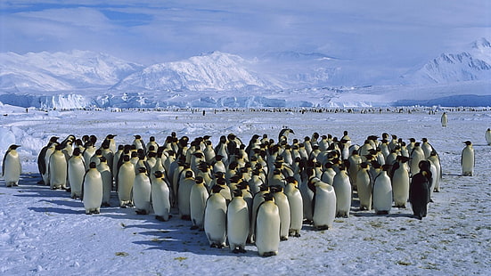 птицы, снег, пингвины, Антарктида, горы, HD обои HD wallpaper