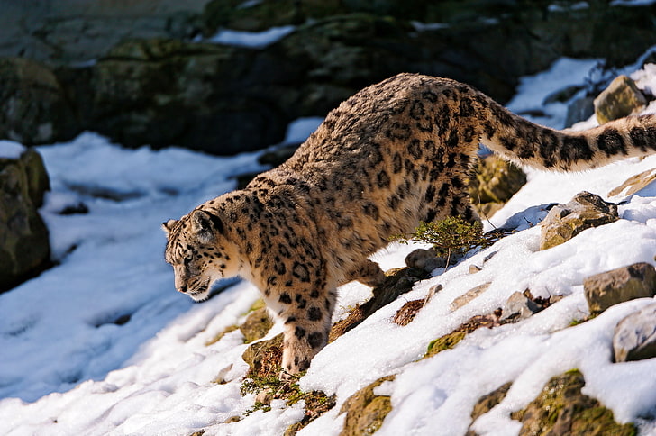 leopardo adulto, leopardo da neve, neve, andar, floresta, ladeira abaixo, HD papel de parede