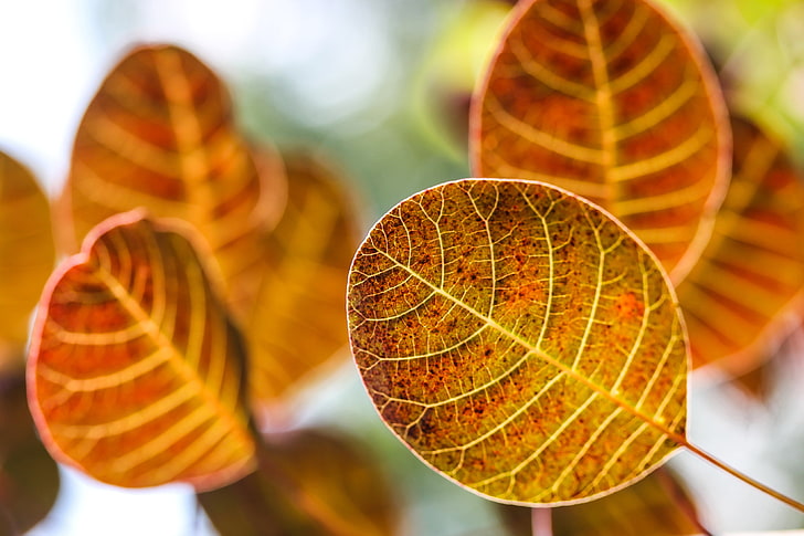 茶色の葉、葉、秋、ぼかし、 HDデスクトップの壁紙