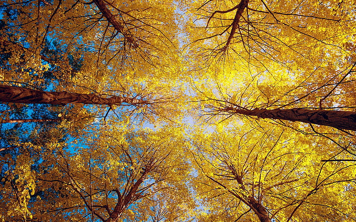 낮은 각도 나무, 노란 잎 나무, 사진, 2560x1600, 나무, 숲, 단풍, HD 배경 화면