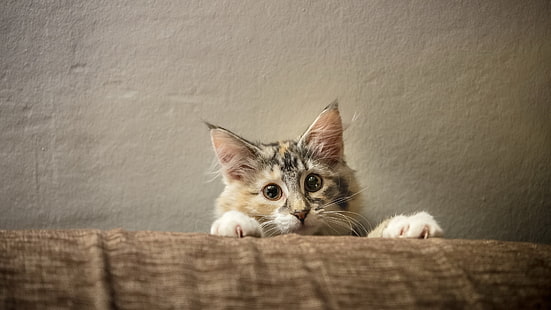 бело-коричневый полосатый кот, кот, животные, HD обои HD wallpaper