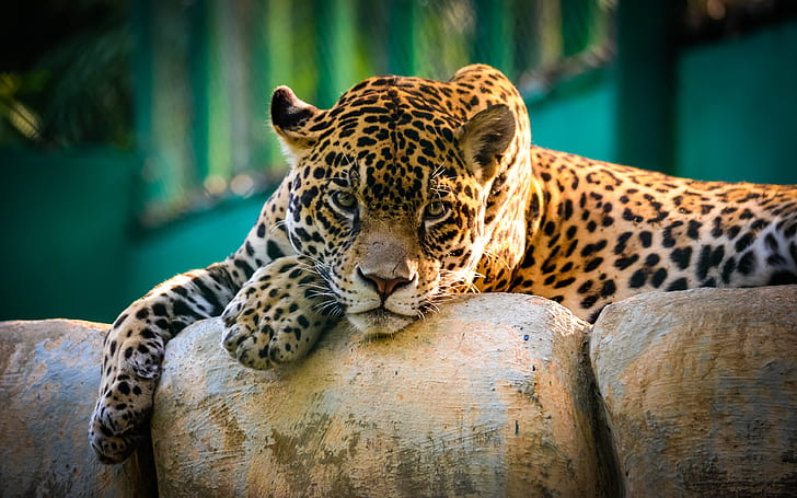 Taunting Eyes, animals, brown, green, jaguars, mexico, photography, tabascomexico, HD wallpaper