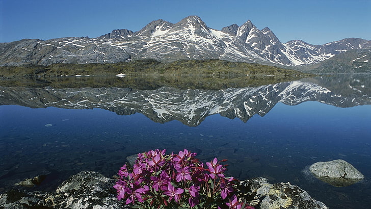 purple flowers, nature, landscape, mountains, Greenland, water, lake, snow, flowers, stones, reflection, rock, HD wallpaper
