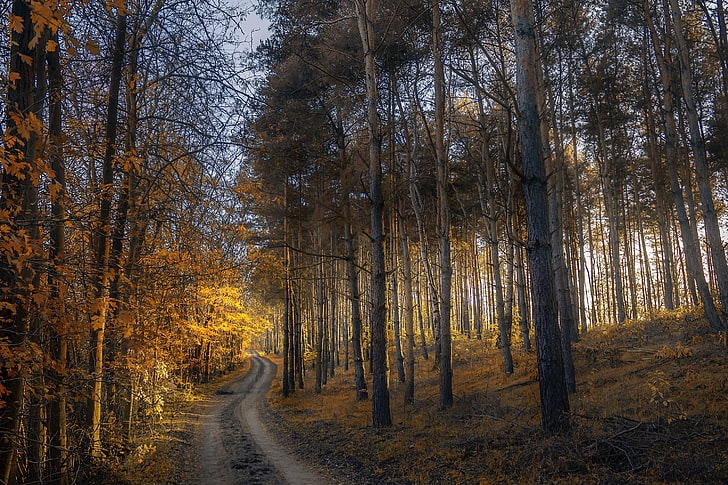 forest pathway, autumn, forest, trail, grass, trees, HD wallpaper