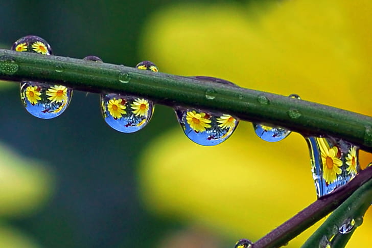 macro photography of water drops on green leaves, yellow, eyed, water, creatures, macro photography, drops, green leaves, refraction, nature, drip, raindrop, flowers, Bravo, ish, Flickr, plant, close-up, drop, macro, green Color, summer, dew, HD wallpaper