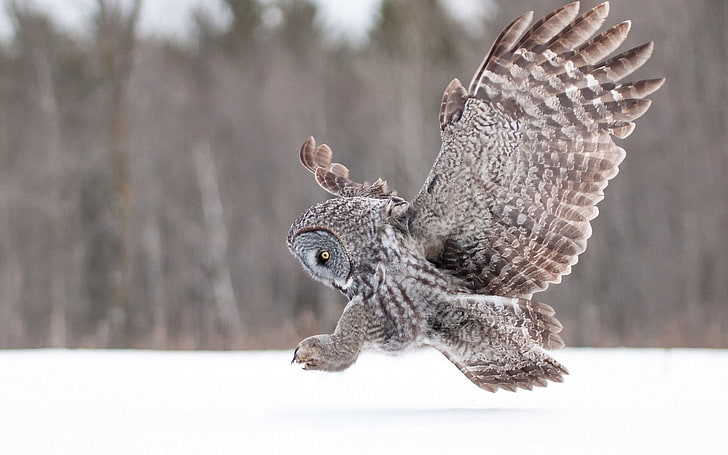 owl, birds, snow, HD wallpaper