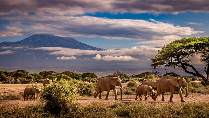 the sky, clouds, trees, mountains, elephant, Savannah, Africa, elephants, family, the herd, HD wallpaper