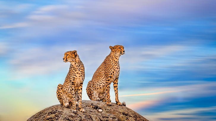 latar belakang cheetah hd, Wallpaper HD
