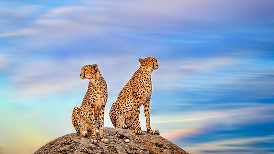 cheetah background hd, HD wallpaper HD wallpaper