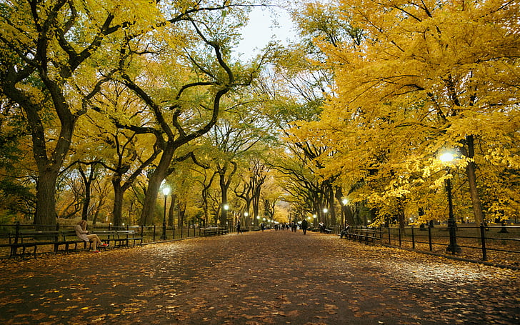 Taman Pohon Autumn Path Trail HD, alam, pohon, musim gugur, jalan, jejak, taman, Wallpaper HD