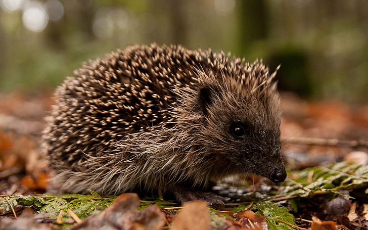 brown hedgehog, hedgehog, leaves, grass, autumn, spines, muzzle, HD wallpaper