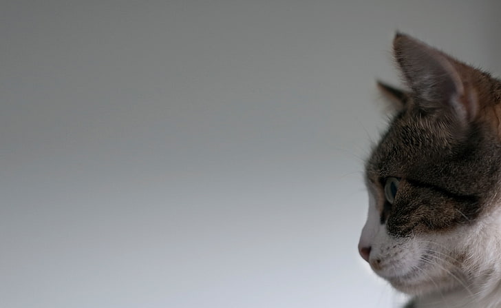 Cat Face Side View, Animals, Pets, View, Face, Side, HD wallpaper