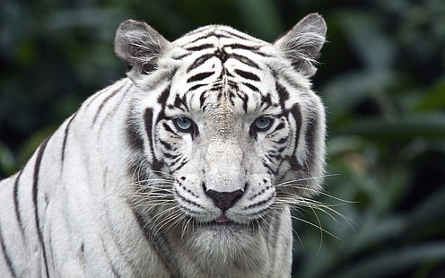 tigre blanco, tigre, depredador, gato grande, albino, ojos, rayas, Fondo de pantalla HD HD wallpaper