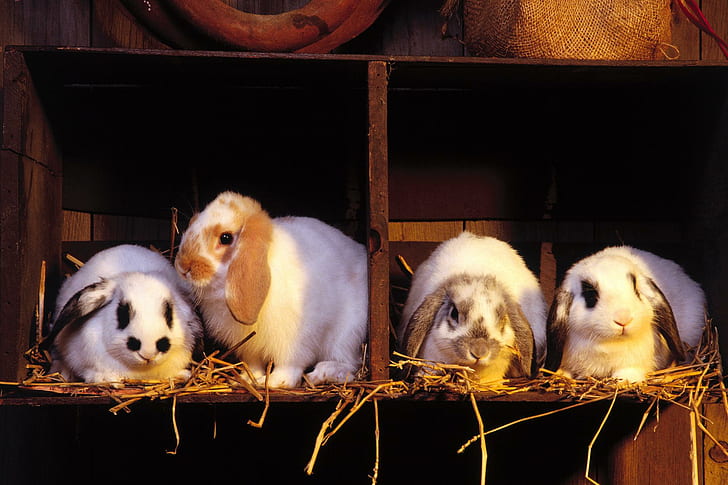 Four cute bunny, four white and black rabbits, bunny, cute, four, animals, HD wallpaper