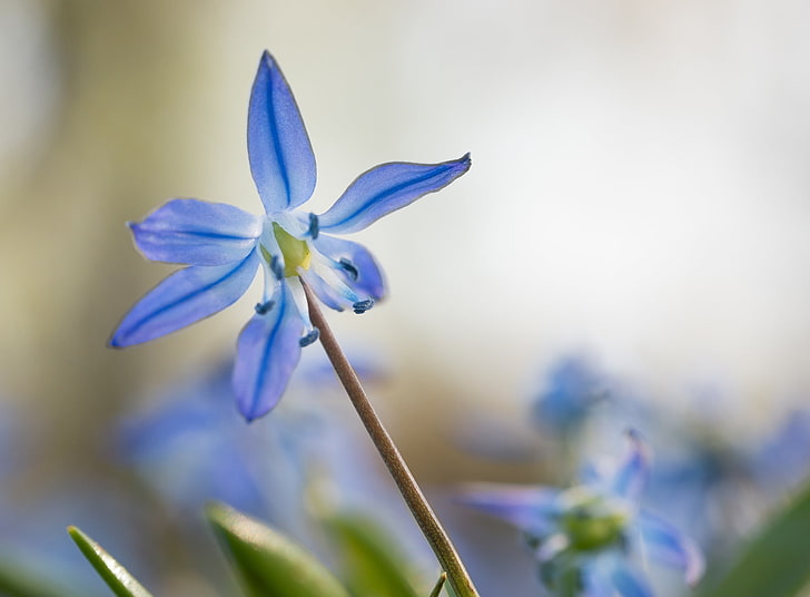 Синьо сибирско цвете цвете, природа, цветя, синьо, цвете, пролет, фотография, макро, сибирско, цъфтеж, пролетта, флора, ранна пролет, синьо цвете, harbingerofspring, Squill, Scilla, ScillaSiberica, WoodSquill, SiberianSquill, HD тапет
