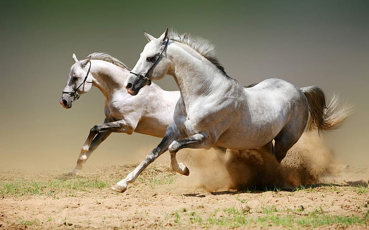 arab, galloping, horses, white, HD wallpaper