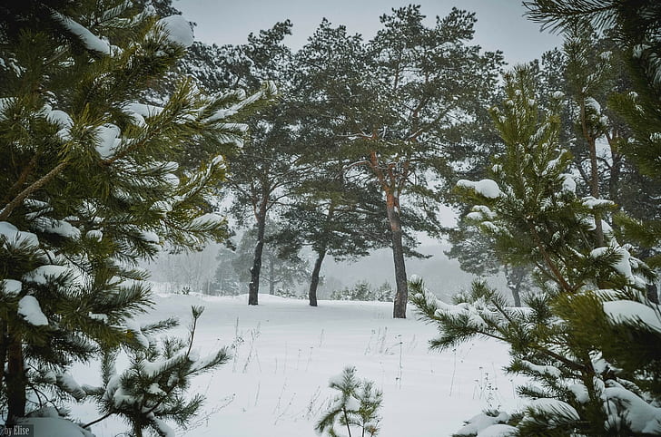 Pflanzen, Landschaft, Schnee, Bäume, Wald, Winter, Kiefern, Natur, HD-Hintergrundbild