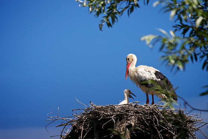 Birds, White stork, Baby Animal, Bird, Nest, Stork, HD wallpaper