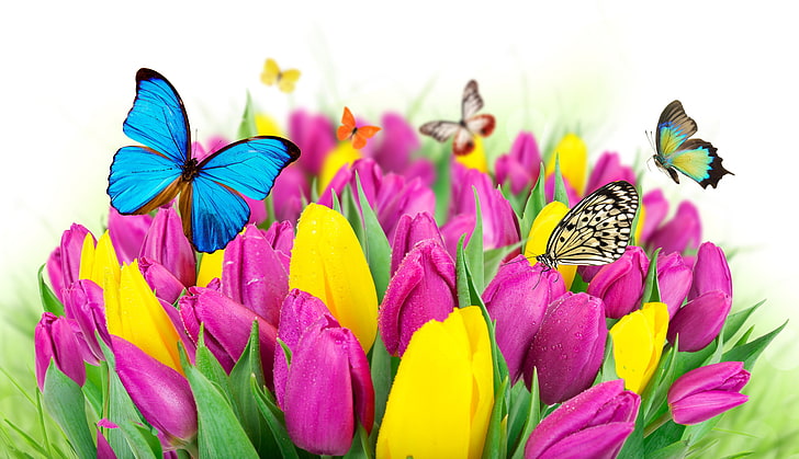 motyle w różnych kolorach i żółte i różowe kwiaty tulipanów, tulipany, kwiaty, motyle, kolorowe, Tapety HD