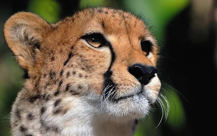brun gepard, gepard, ansikte, ögon, stor katt, rovdjur, HD tapet