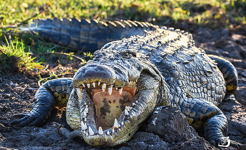 zęby, krokodyle, zwierzęta, Tapety HD HD wallpaper