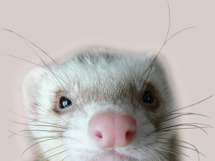 white and brown mouse, ferret, face, nose, eyes, HD wallpaper