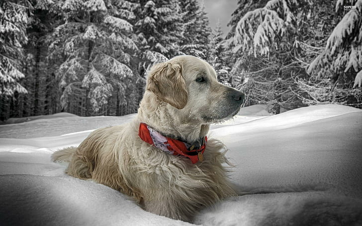 Golden Retriever In The Snow, golden retriever, winter, animal, nature, loyal, trees, forest, snow, sweet, animals, HD wallpaper
