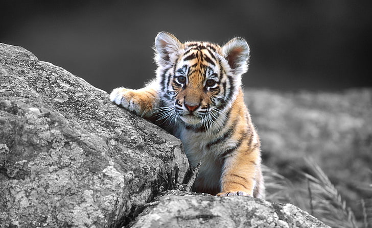 Söt Tiger Cub HD Wallpaper, orange tiger cub, Djur, Vild, Tiger, Söt, HD tapet