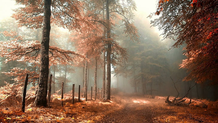 лес, лесистая местность, туманный, осень, дерево, утро, туман, солнечный свет, путь, вниз, листья, ветка, красные листья, пейзаж, туман, HD обои