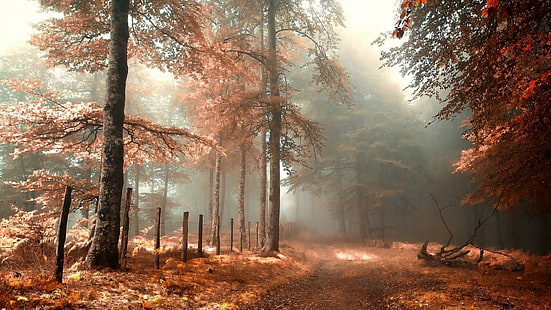 skog, skog, dimmigt, höst, träd, morgon, dimma, solljus, stig, ner, löv, gren, röda löv, landskap, dimma, HD tapet HD wallpaper