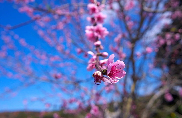 Almond Bloom, cherry blossom, Seasons, Spring, Flowers, Bloom, blue sky, pink flowers, Springtime, almond, HD wallpaper