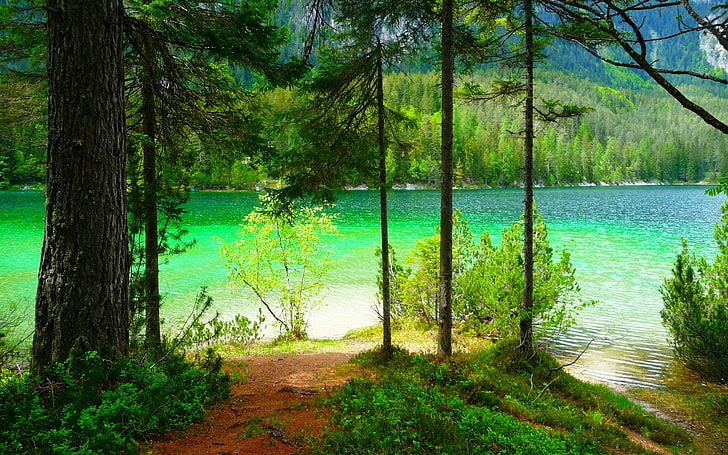 зелени листни растения, природа, пейзаж, лято, езеро, гора, планини, храсти, дървета, HD тапет