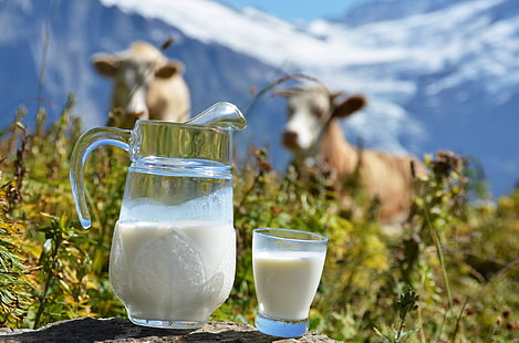 brocca in vetro trasparente con tazza, latte, natura, mucche, brocca, tazza, Sfondo HD HD wallpaper