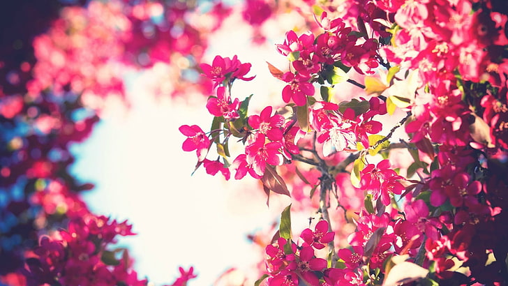 czerwone kwiaty, drzewa, kwiaty, niebo, filtr, różowe kwiaty, bokeh, Tapety HD