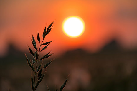 shallow focus photography of green leaved plant under orange sunset, Sunrise, shallow focus, photography, green, plant, orange, sunset, Söderslätt, grass, gräs, morning, exif, model, canon eos, 760d, geo, country, camera, city, state, focal_length, mm, geo:location, lens, ef, s18, f/3.5, iso_speed, aperture, ƒ / 5, canon, nature, summer, yellow, sunlight, outdoors, HD wallpaper HD wallpaper