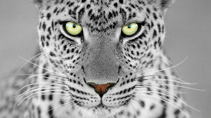 feline, monochrome, selective coloring, leopard, animals, leopard (animal), HD wallpaper